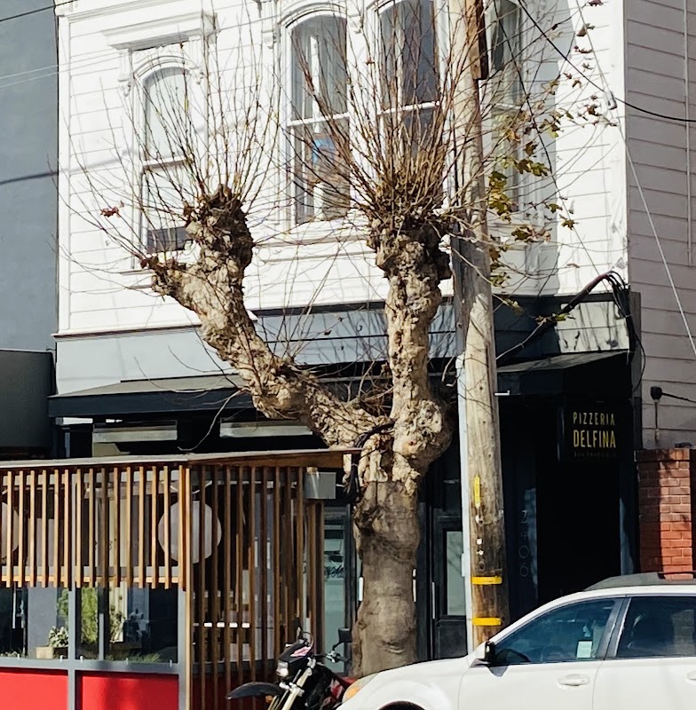 Pizzeria Delfina